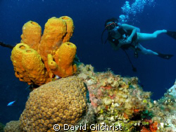 Diver/Sponge off  Cayman Islands by David Gilchrist 